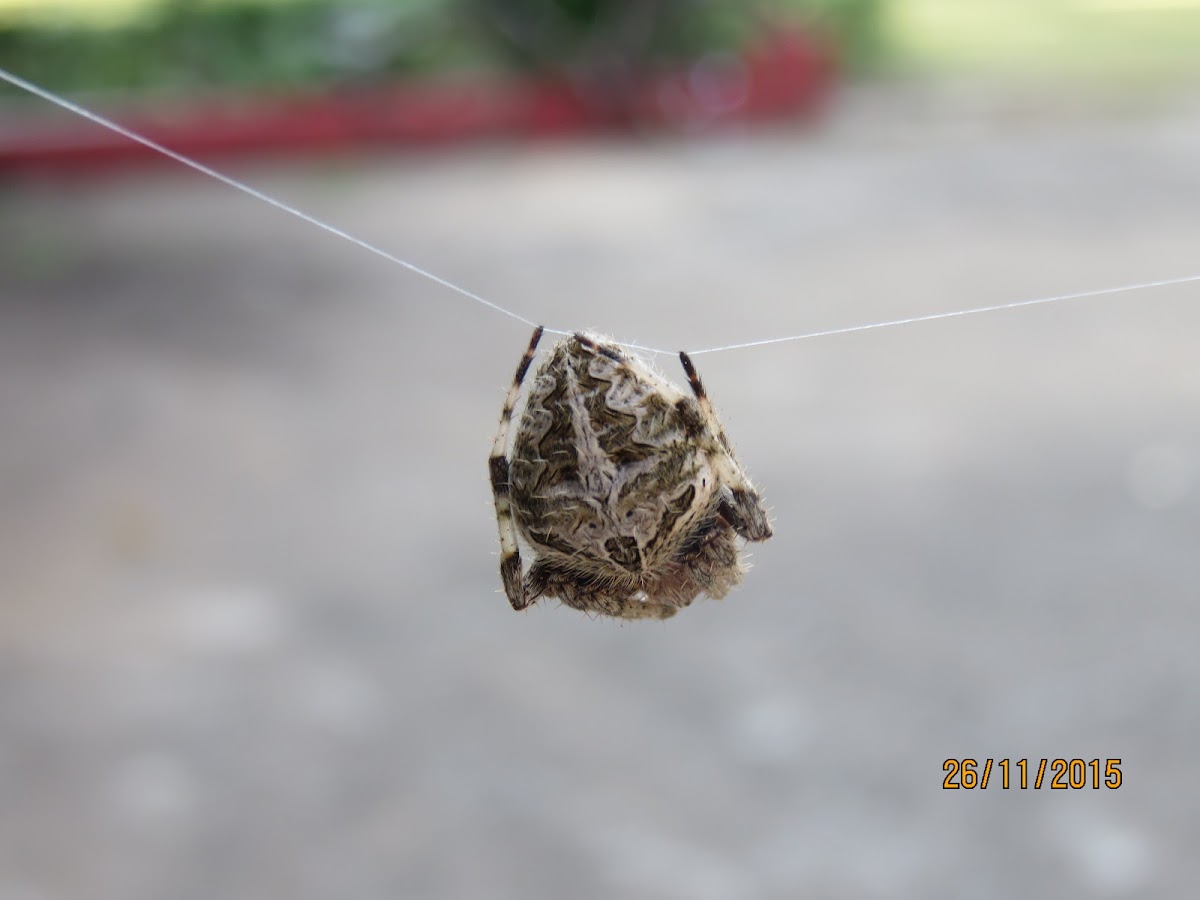 Orb Weaver Spider