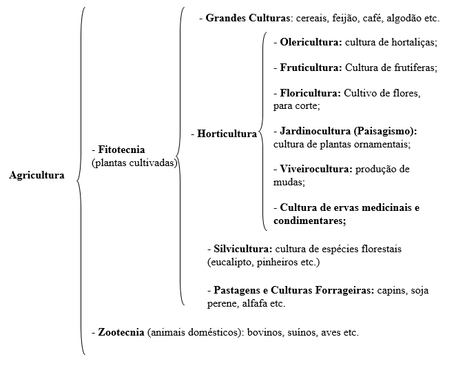 Horticultura e Olericultura, São a Mesma Coisa? - Técnica Agropecuária