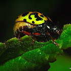 Calligraphy Leaf Beetle