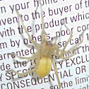 Longlegged Sac Spider