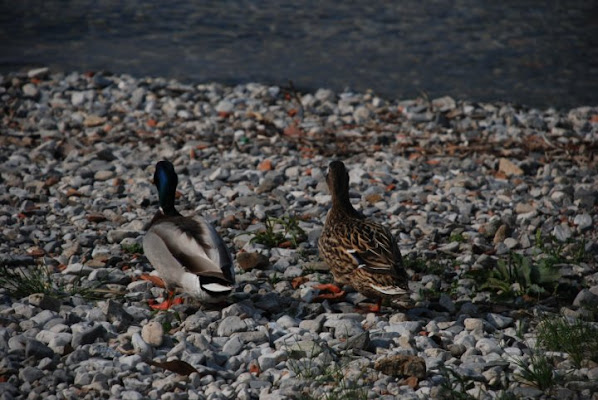 Finalmente è arrivata... andiamo! di zauro