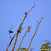 Coppersmith Barbet