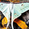 Indian moon moth or Indian Luna moth