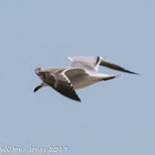 Slender-billed Gull; Gaviota Picofina