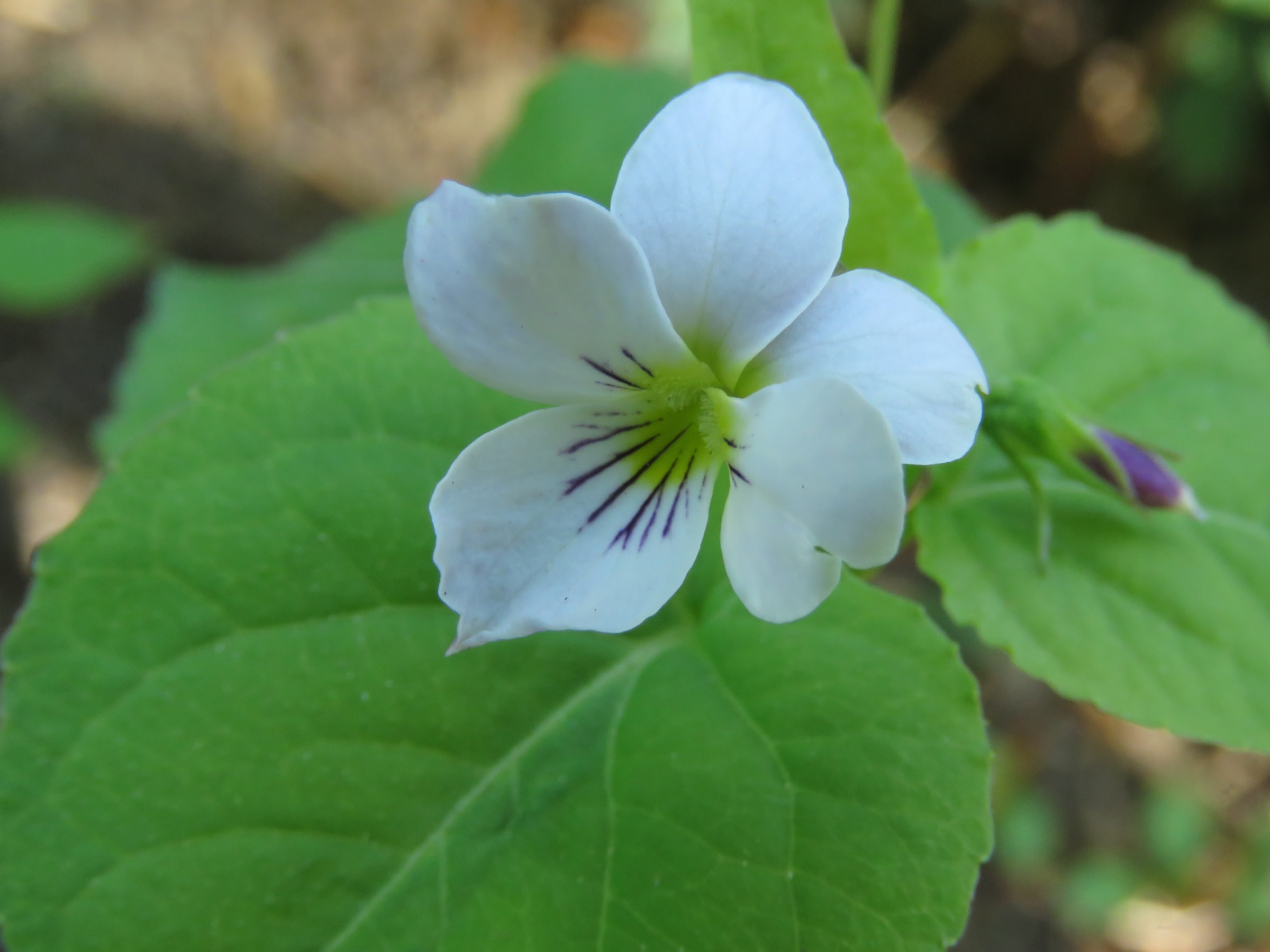 Pendant ce temps, dans le jardin de grigri... - Page 14 1lDosmT_oLav9sbOTHTsnESn9IQw0cLf9JIXzqfSAgByM3d22hi_f1YdQ86opWTKV3PqjBJC8s5_mtrgUbKVBgCZ80UVs-EgWAQyVoy0Vu-7aqQWYKiNjNUs4GOX2rkuvmQBYrS4OFw=w2400