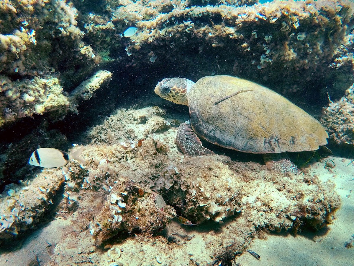 Loggerhead Sea Turtle