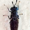 Black soldier fly