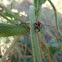 Seven-spot-ladybird