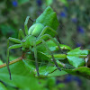 The green huntsman spider