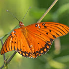 Gulf Fritillary