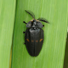 Firefly Beetle