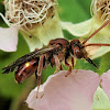 Red Cuckoo Bee