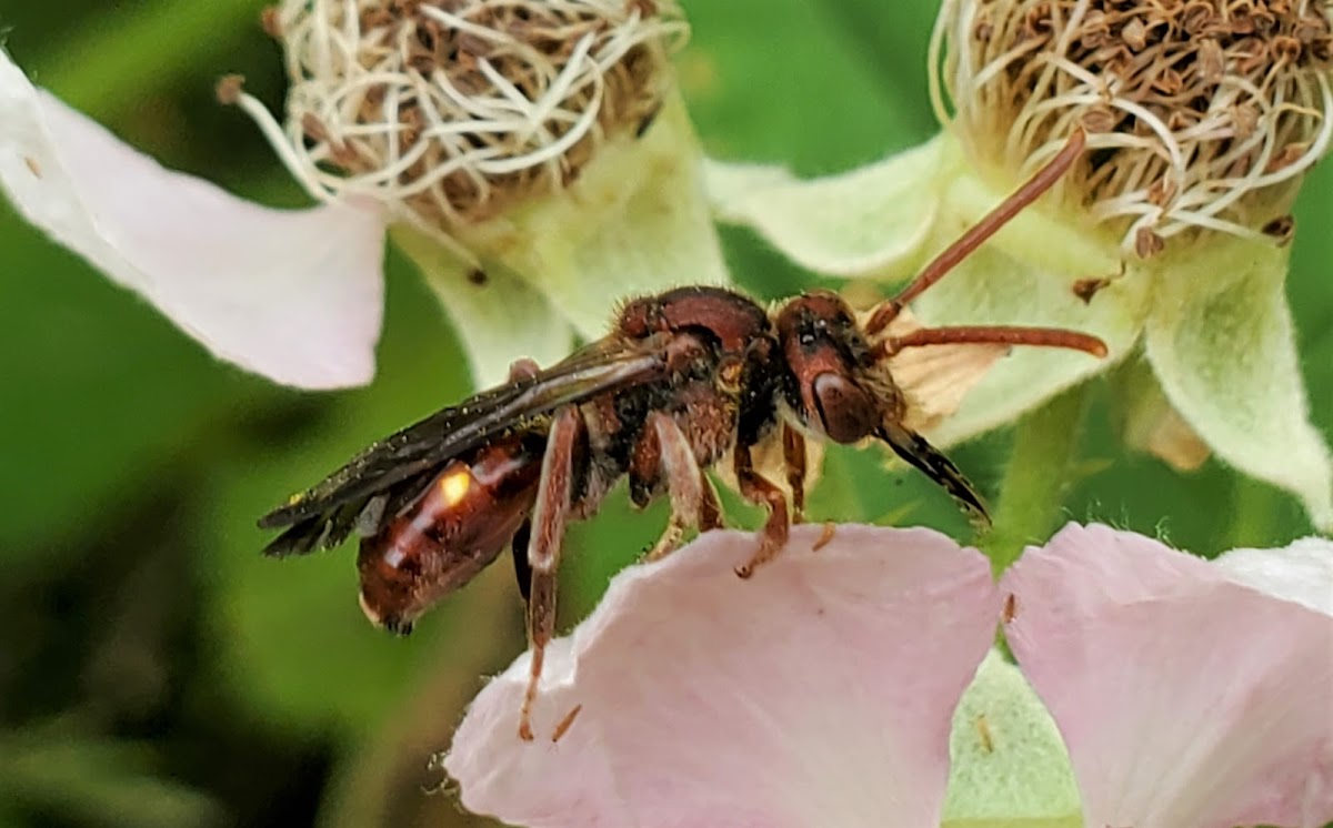 Red Cuckoo Bee