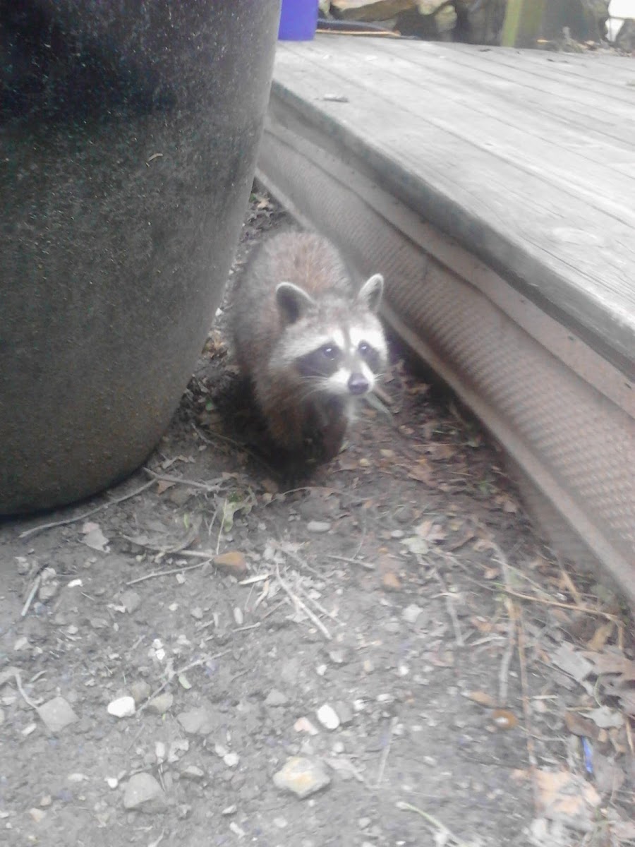 Raccoon