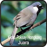 Kicau Poksay Hongkong Juara 1.0 Icon