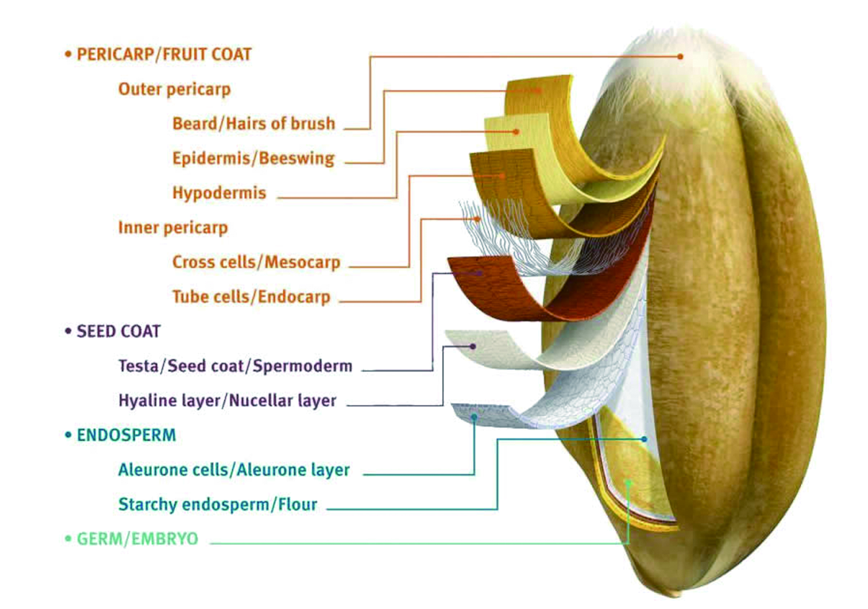wheat structure
