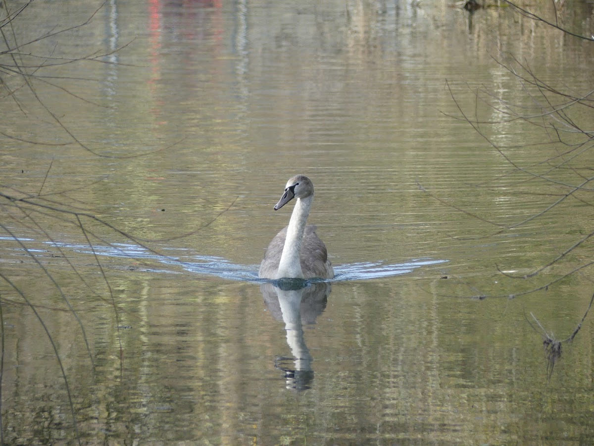 Mute Swan