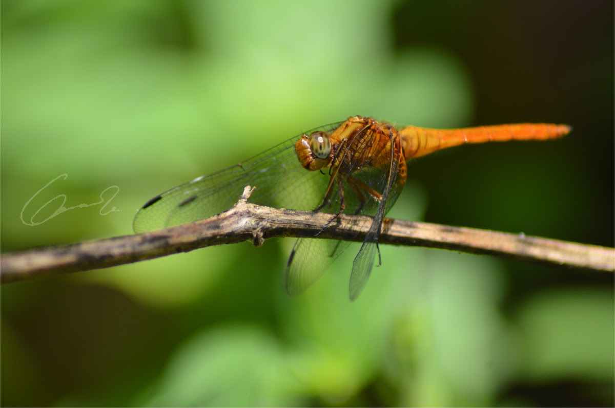 Scarlet Skimmer