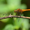 Scarlet Skimmer