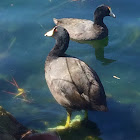 American Coot