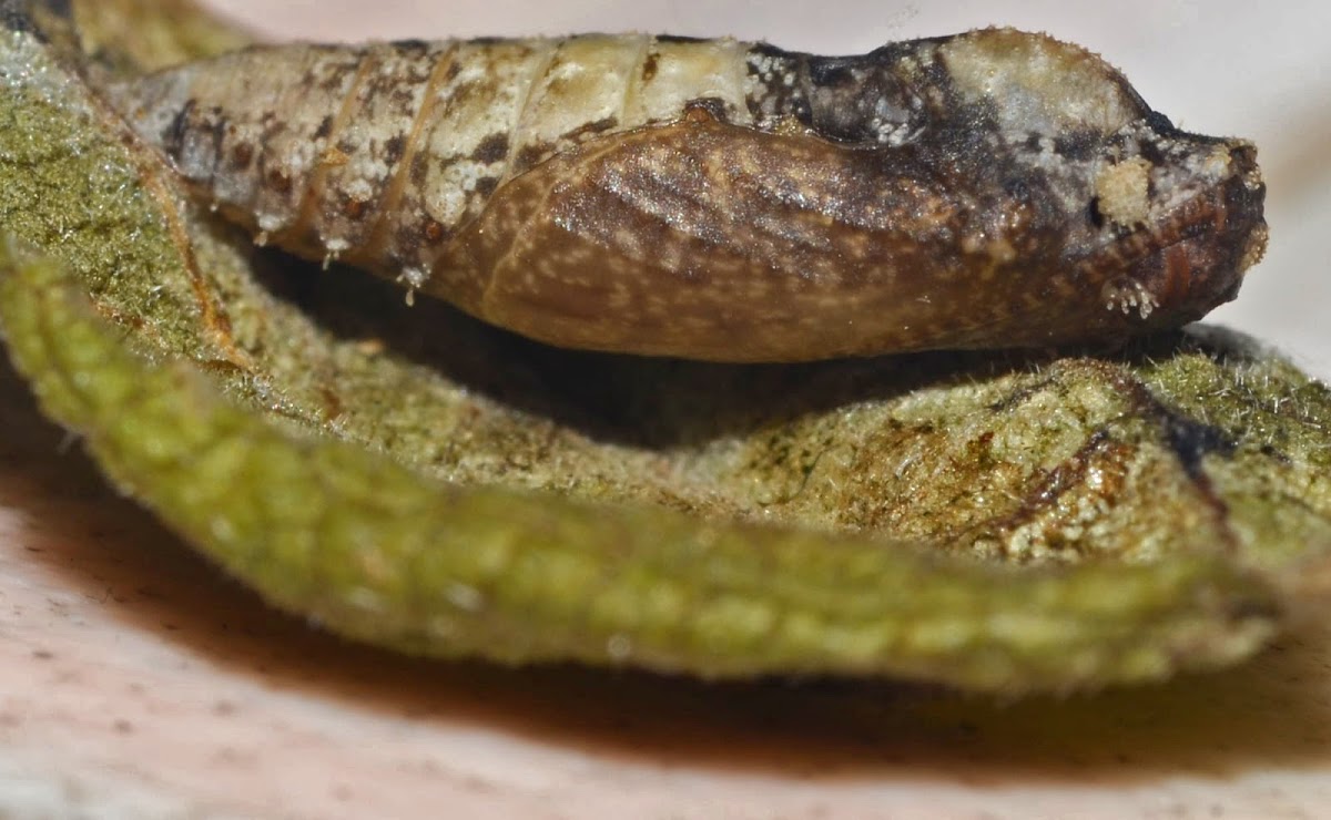 Unknown spotting - Geometridae Pupa and Pupa's Exuvia / Desconhecido - Pupa e Exúvia da Pupa de Geometridae