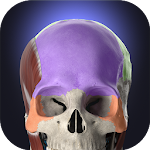 Cover Image of 下载 Anatomyka - 3D Human Anatomy Atlas 1.4.0 APK