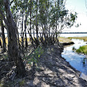 River Red Gum (saplings)