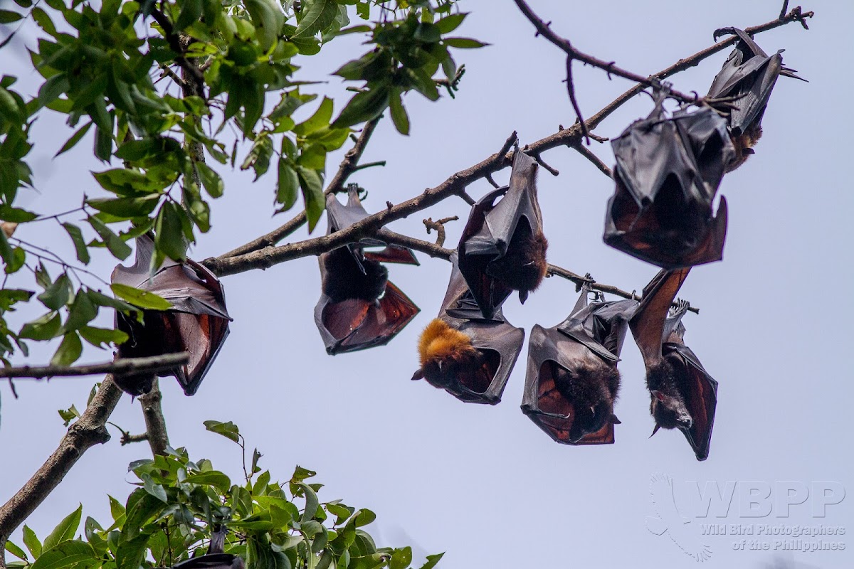 Giant Golden-Crowned Flying Fox