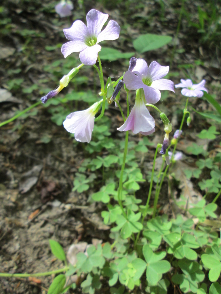 Violet Woodsorrel