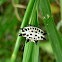 Gasteracantha Spider