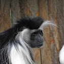 Angola colobus