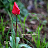 Tulipa raddii Reboul