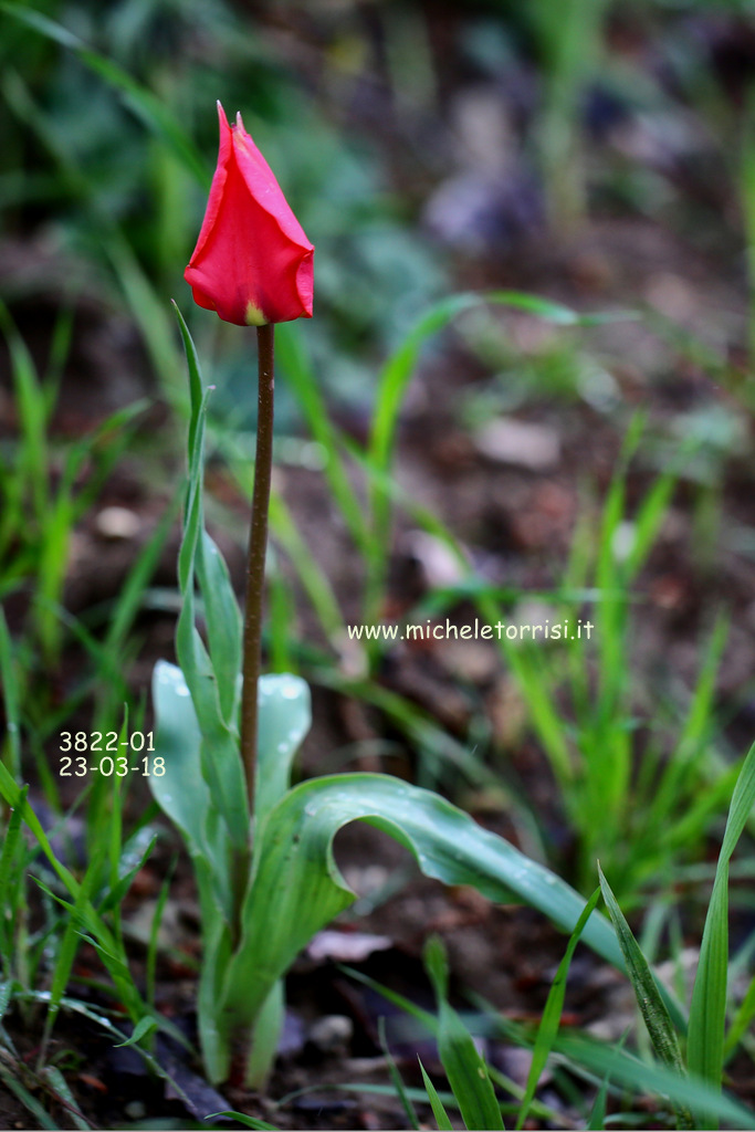 Tulipa raddii Reboul