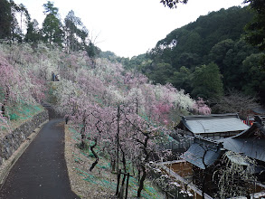 花見で終了