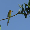 Blue-tailed Bee-eater