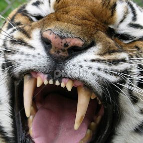 by Maureen Figueira - Animals Lions, Tigers & Big Cats