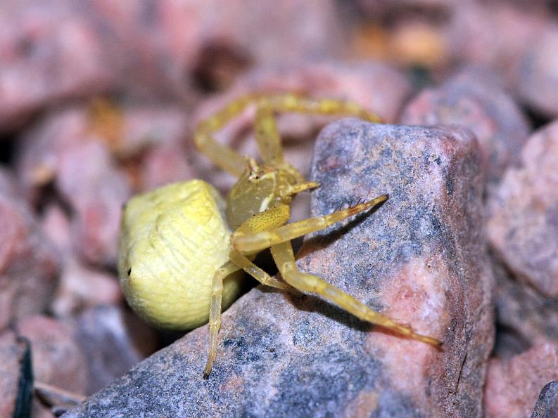 Flower Crab Spider