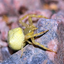 Flower Crab Spider