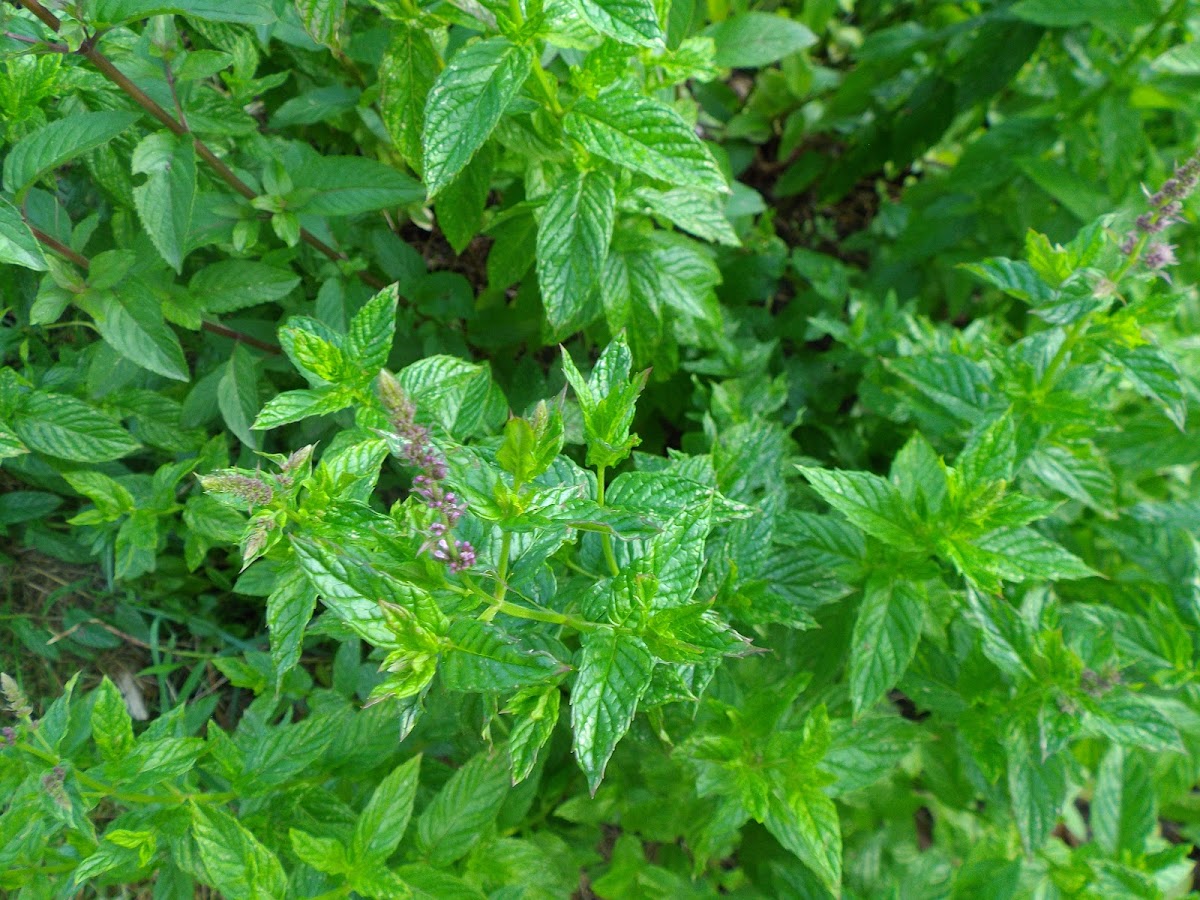 Lemon Balm