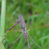 Long - jawed orb weaver