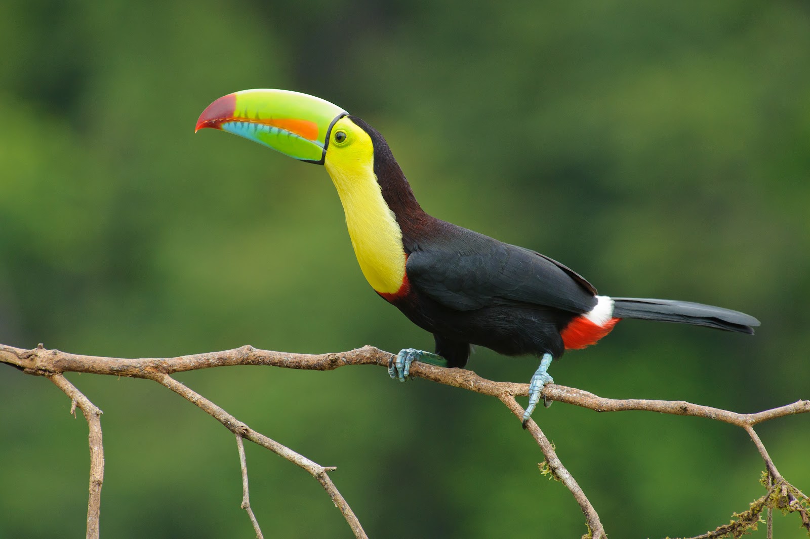 costa rica toucan.jpg