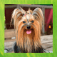 Download Yorkshire Terrier Pictures For PC Windows and Mac 1.3