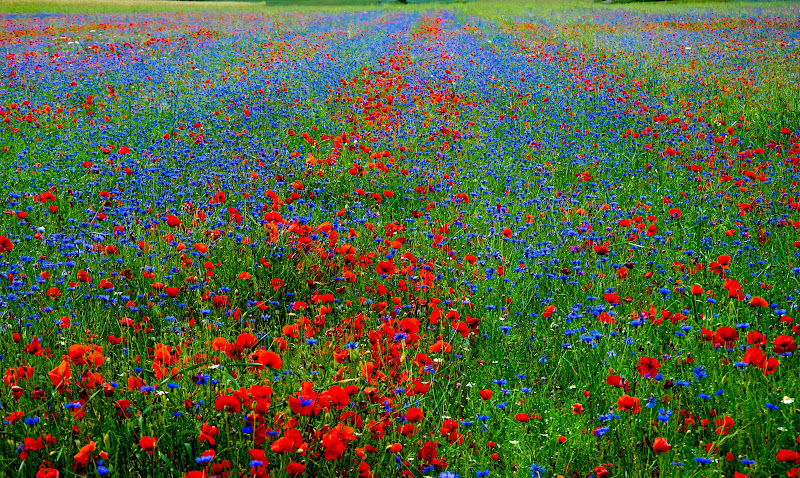 Tappeto rosso verde e blu di gianluca_simotti