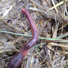 Earthworm