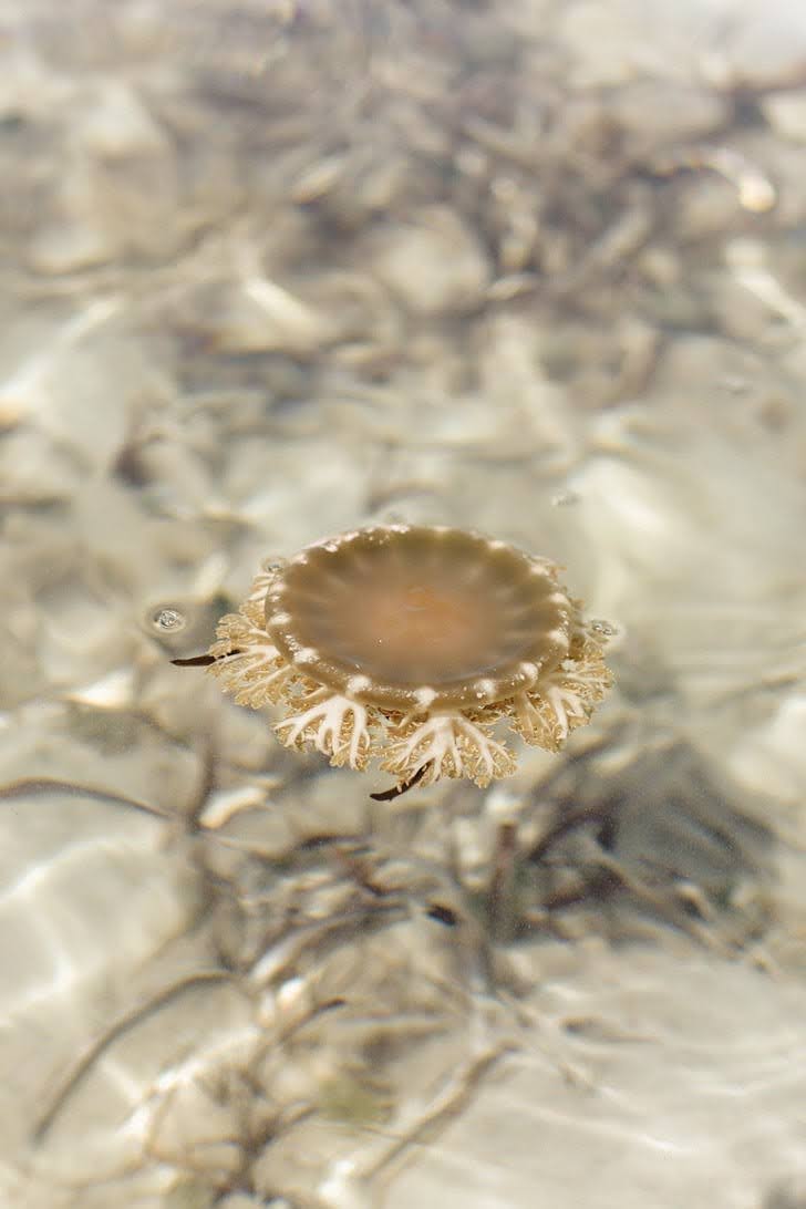 Upside Down Jellyfish in the Mangroves.