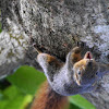 Northern Palawan tree squirrel