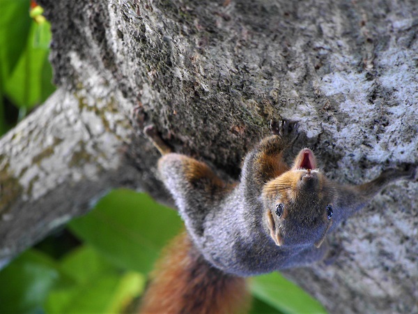 Northern Palawan tree squirrel