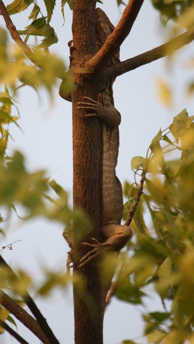 Bengal Monitor Lizard