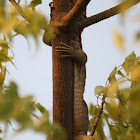 Bengal Monitor Lizard