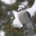 Grey Jay